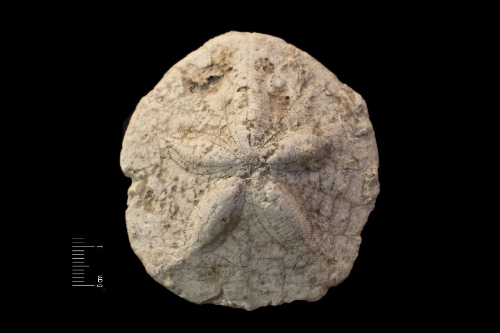 Fossile (invertebrato, teca di echinide, esemplare)