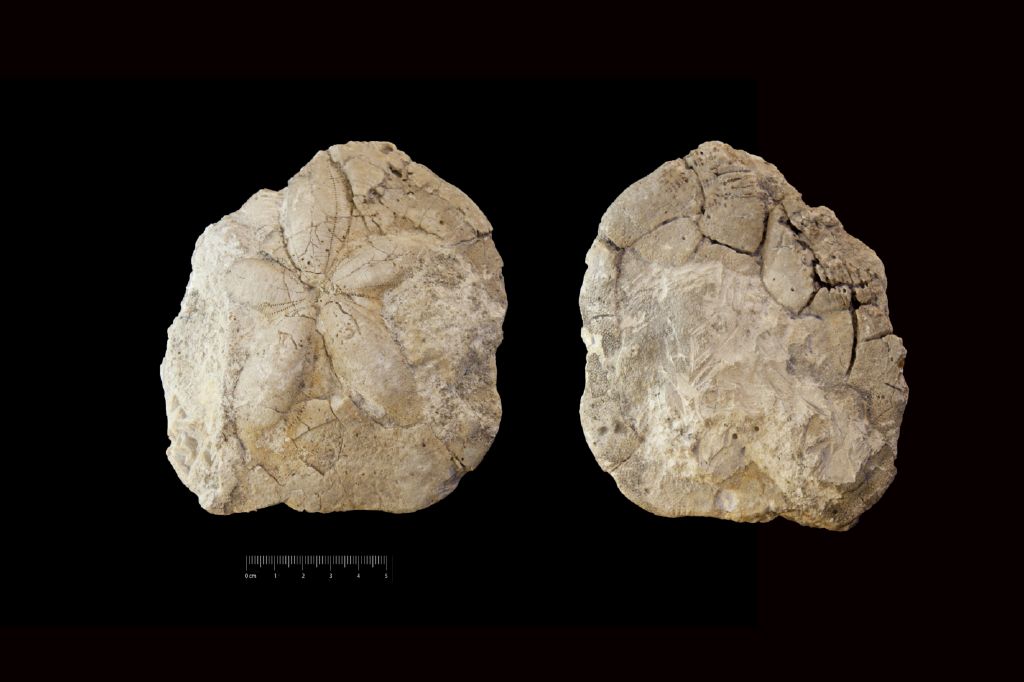 Fossile (invertebrato, teca di echinide, esemplare)