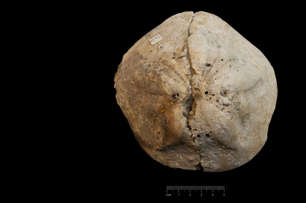 Fossile (invertebrato, teca di echinide, esemplare)