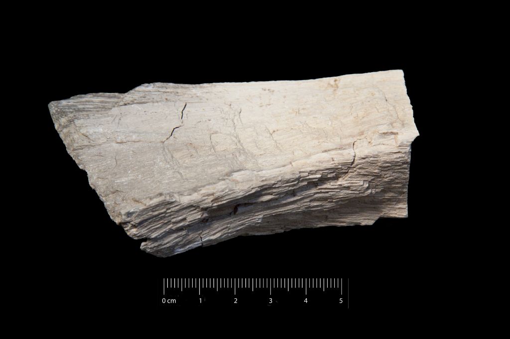 Fossile (legno fossile, esemplare)