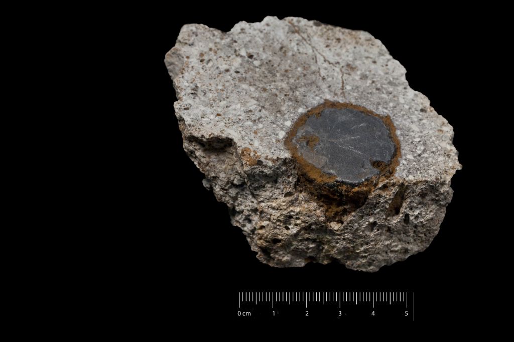 Fossile (tufo con resti fossili, esemplare)
