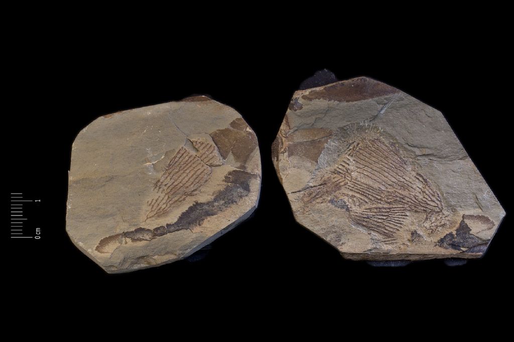 Fossile (invertebrato, associazione fossile)