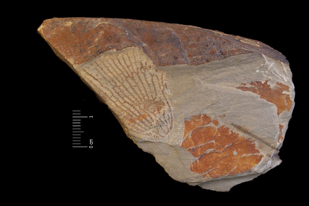 Fossile (invertebrato, associazione fossile)
