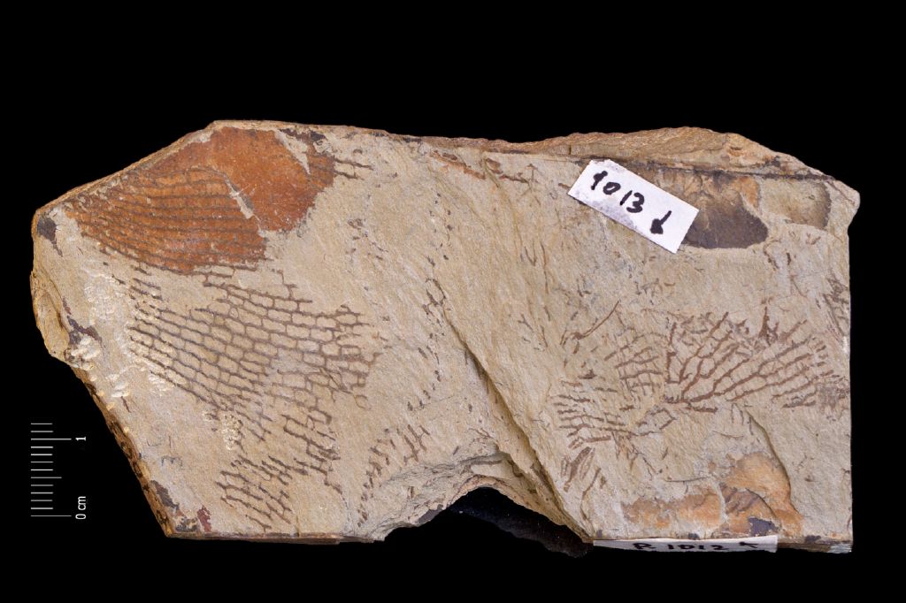 Fossile (invertebrato, associazione fossile)