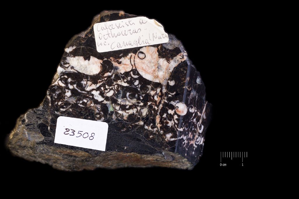 Fossile (invertebrato, esemplare)