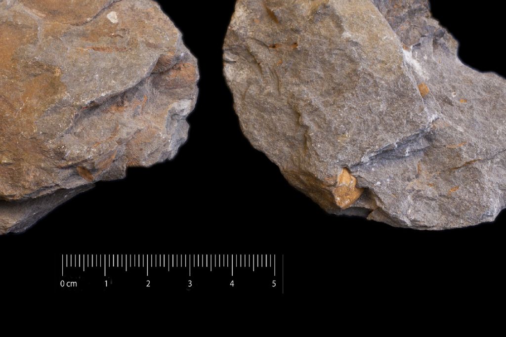 Fossile (invertebrato, esemplare)