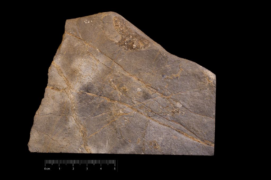 Fossile (invertebrato, associazione fossile)