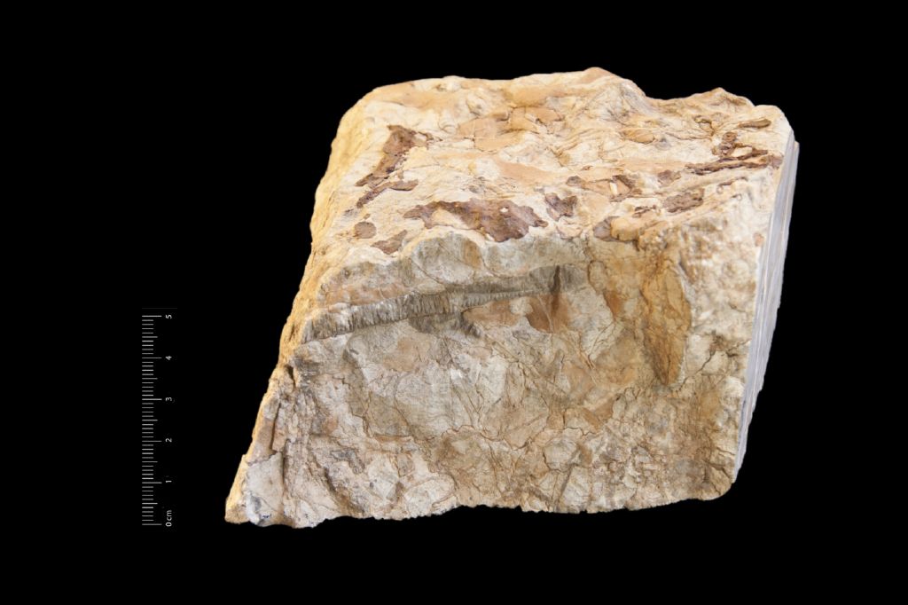Fossile (invertebrato, associazione fossile)