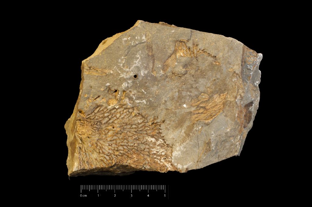 Fossile (invertebrato, associazione fossile)