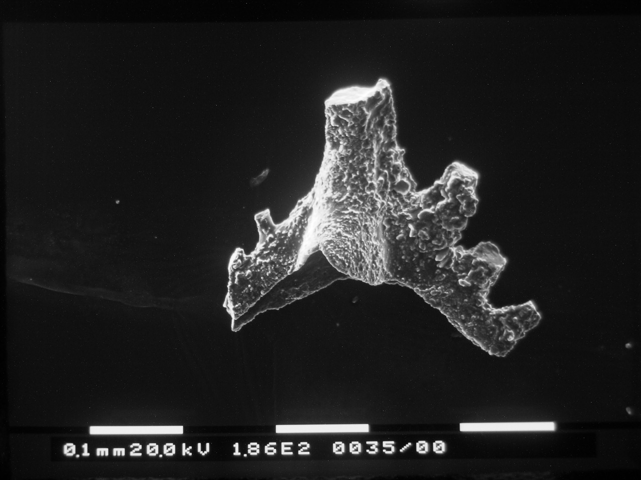 Preparato per microscopio (fossile, conodonte, esemplare)