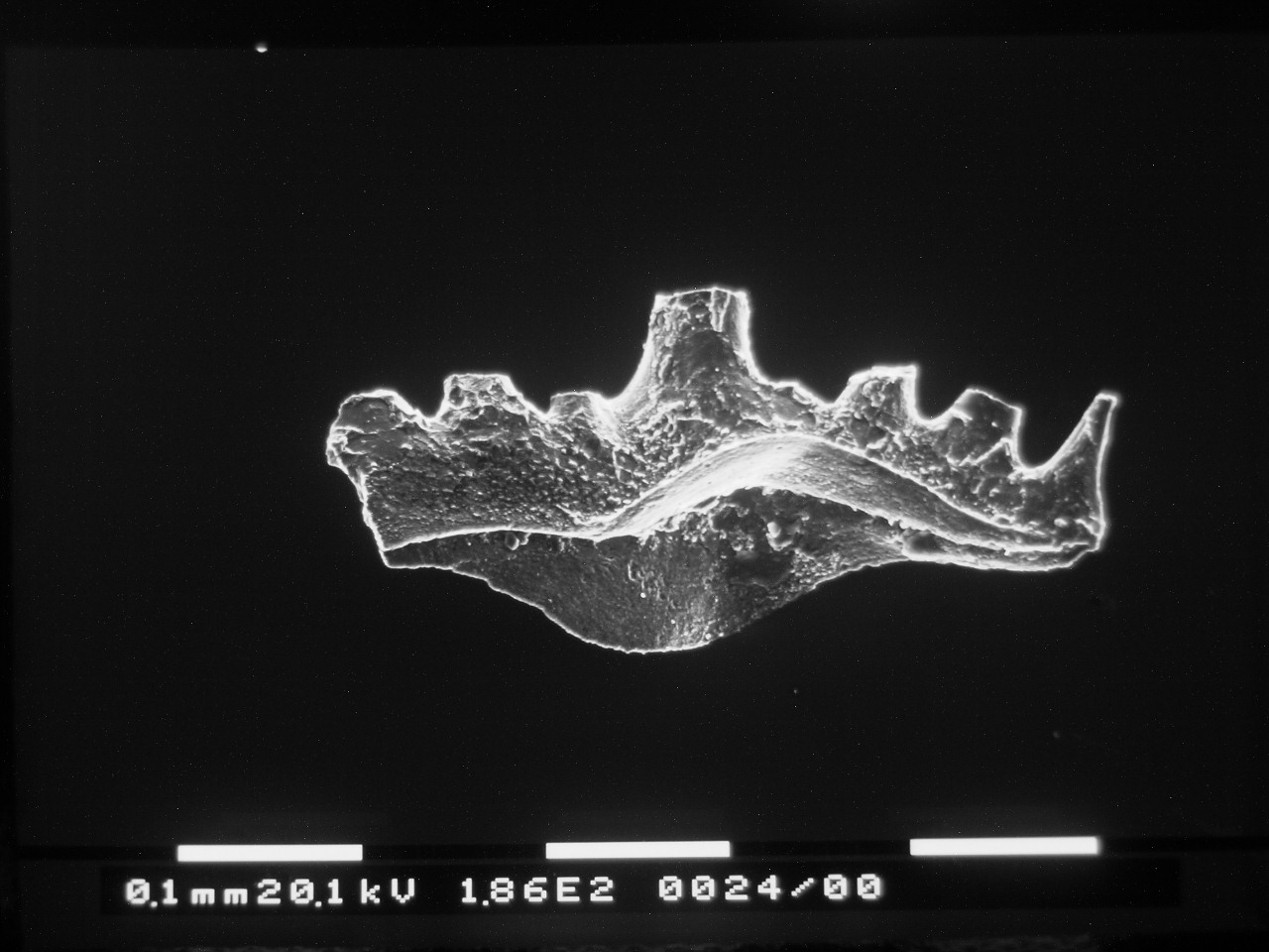 Preparato per microscopio (fossile, conodonte, esemplare)