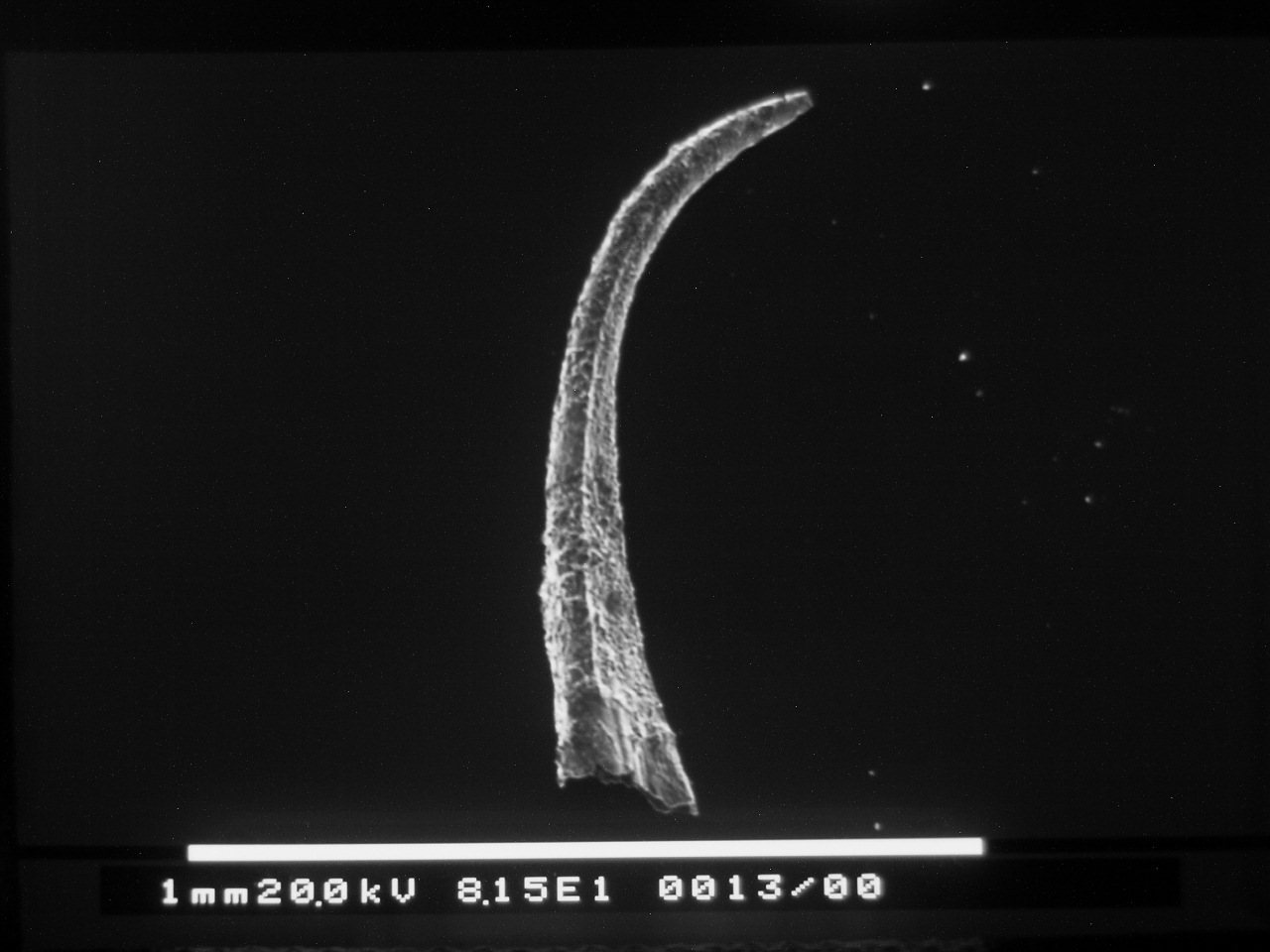 Preparato per microscopio (fossile, conodonte, esemplare)