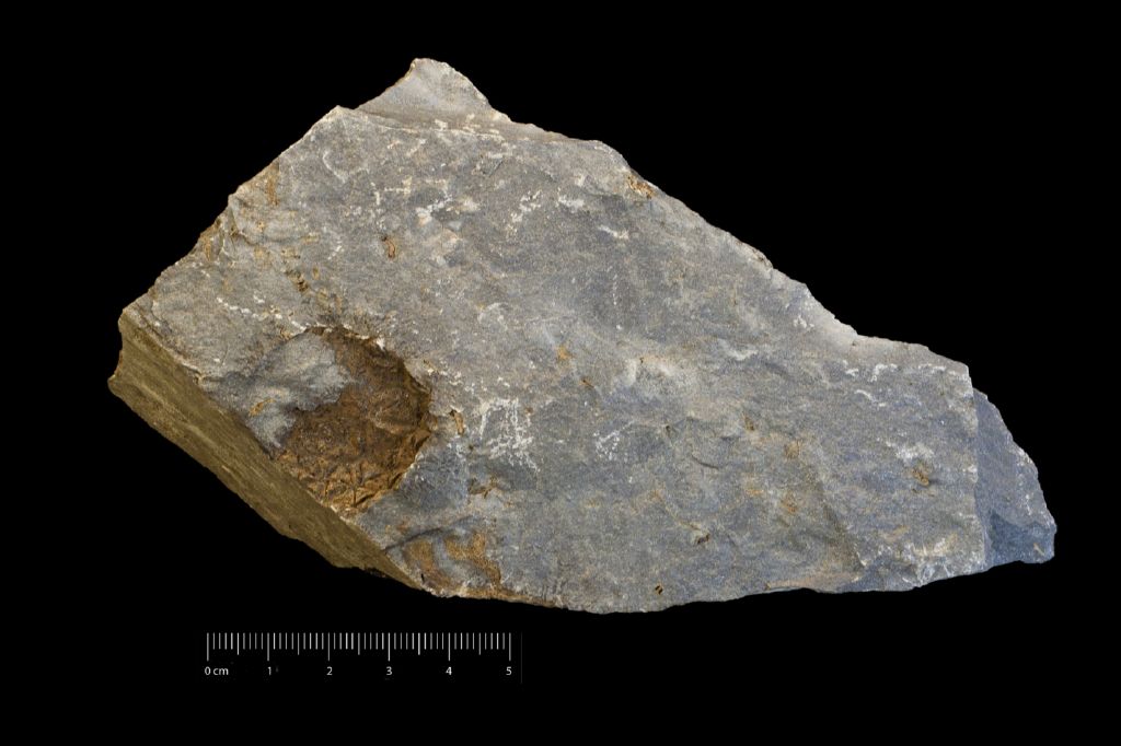 Fossile (invertebrato, associazione fossile)