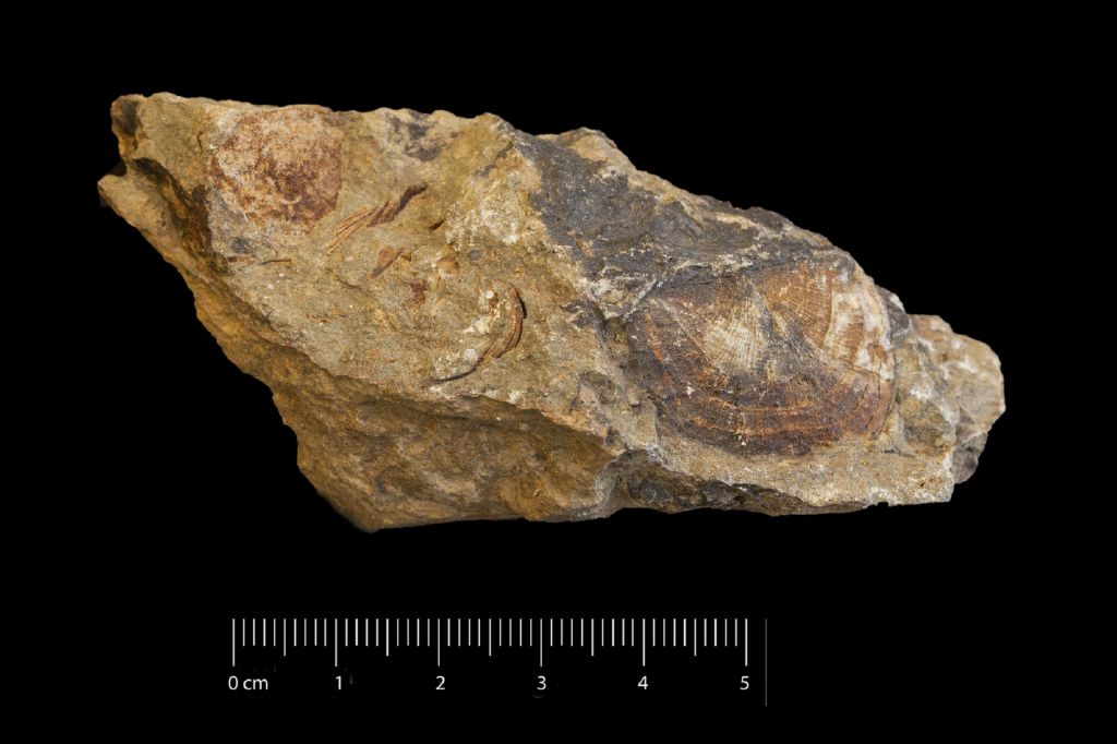 Fossile (invertebrato, associazione fossile)