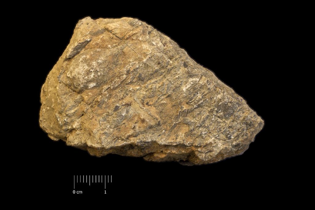 Fossile (invertebrato, brachiopode, briozoi, associazione fossile)