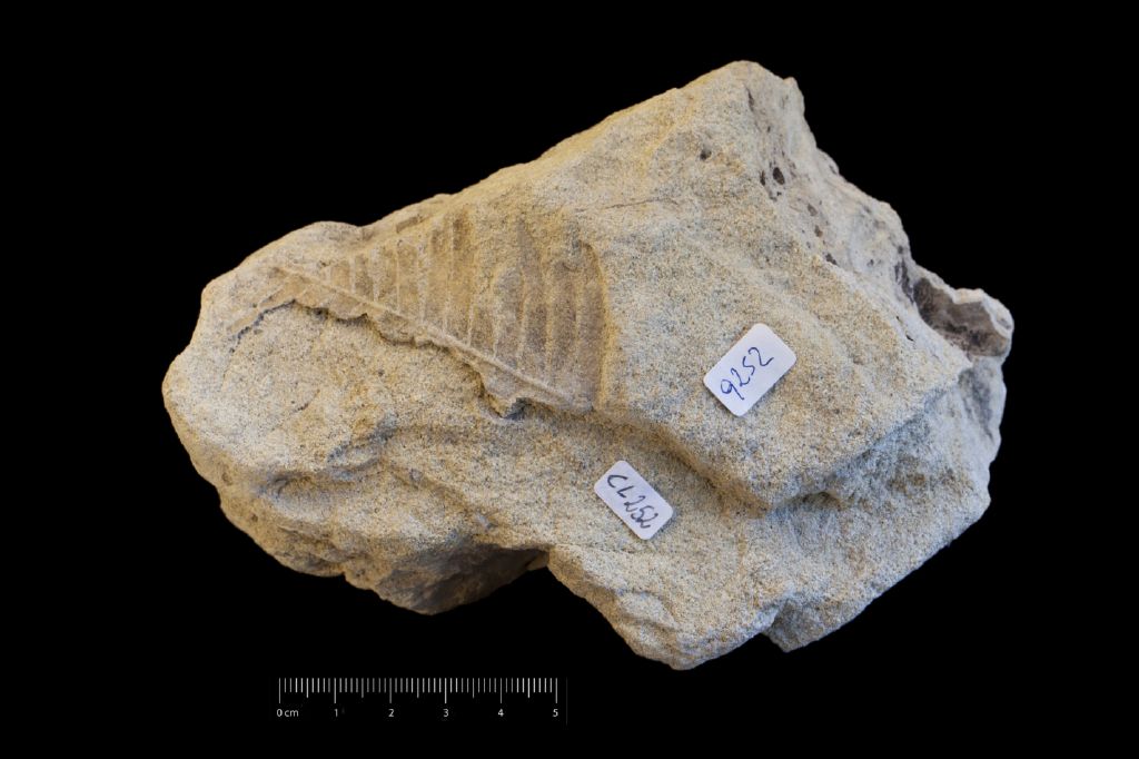 Fossile (frammento di foglia allungata, esemplare)