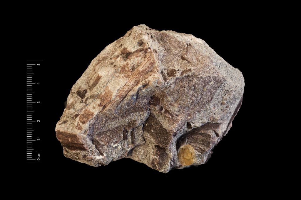 Fossile (fusto, esemplare)