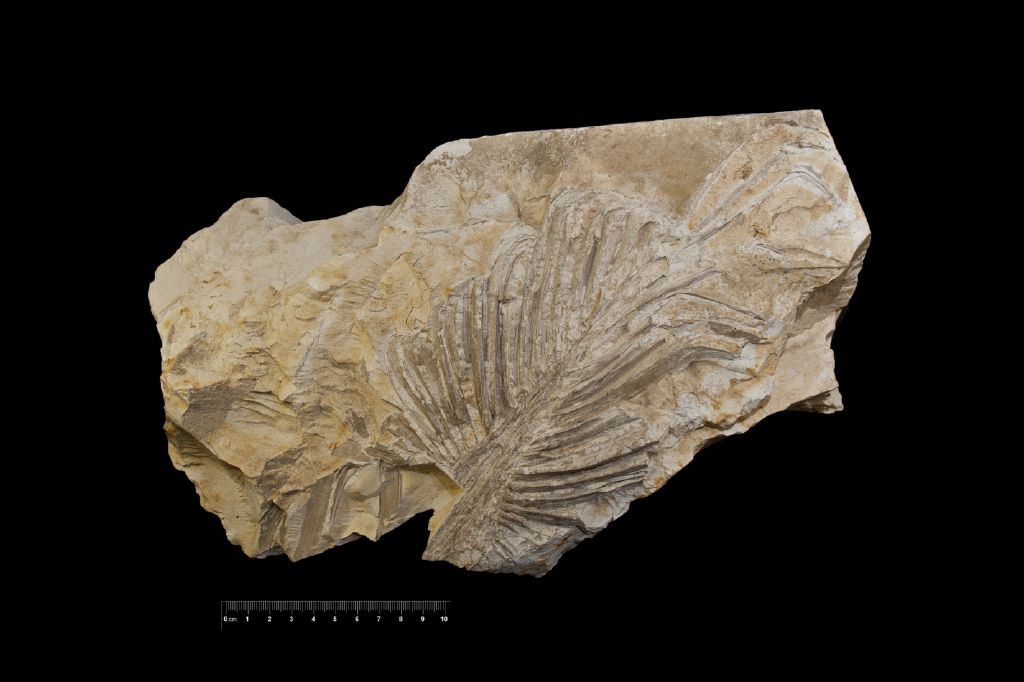 Fossile (frammento di foglia, esemplare)