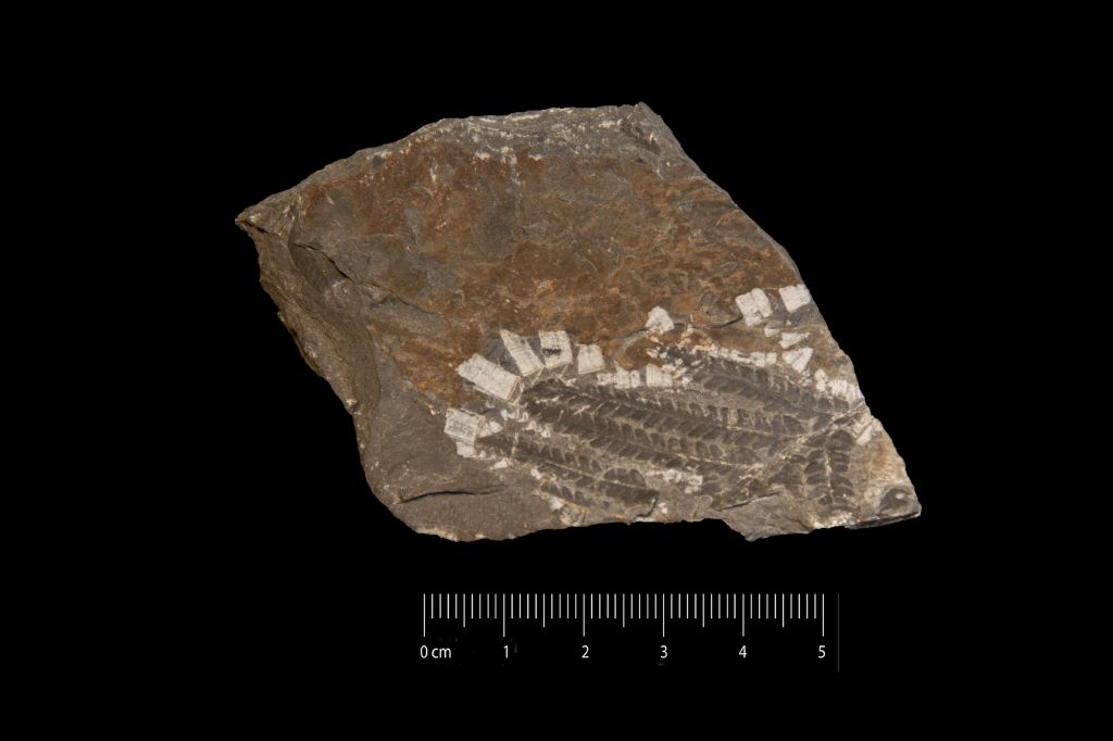 Fossile (scisto marrone con resti di piante, esemplare)