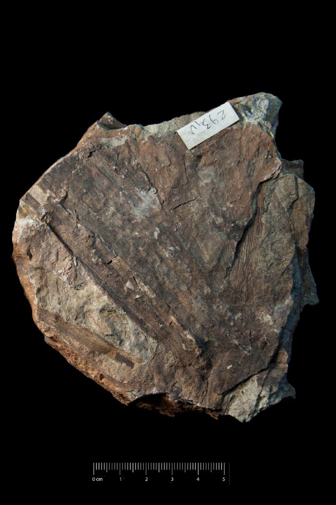Fossile (arenaria con resti di equisetali, esemplare)