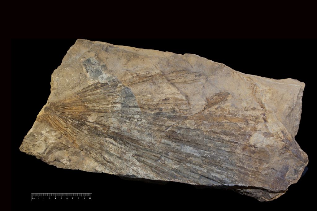 Fossile (frammento di foglia, esemplare)