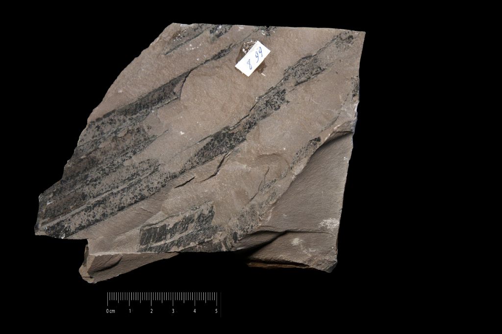 Fossile (impronte di sabal, esemplare)
