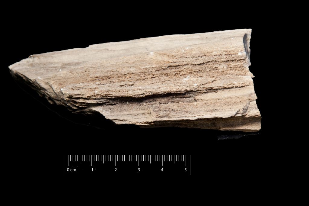Fossile (legno fossile, esemplare)