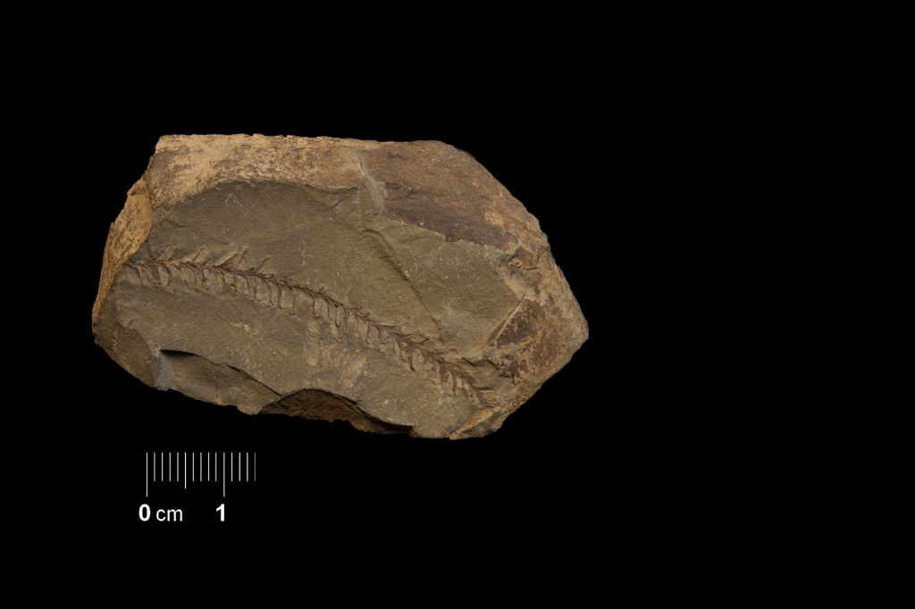 Fossile (scisto con resti di piante, esemplare)