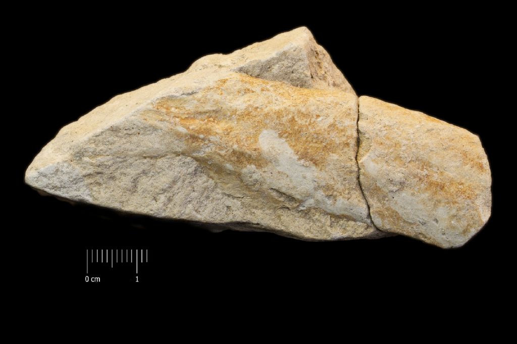 Fossile (modello interno, esemplare)