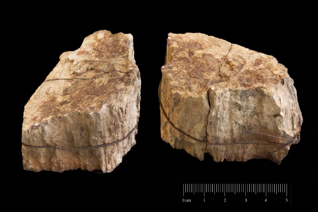 Fossile (tronco silicizzato, esemplare)