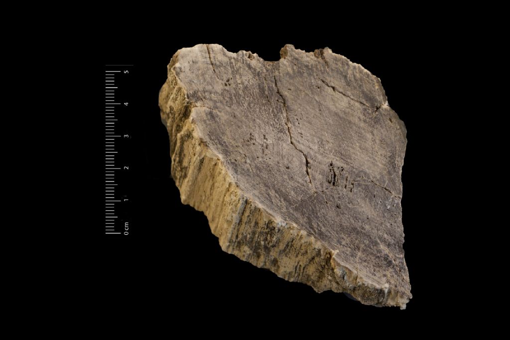 Fossile (legno fossile, esemplare)