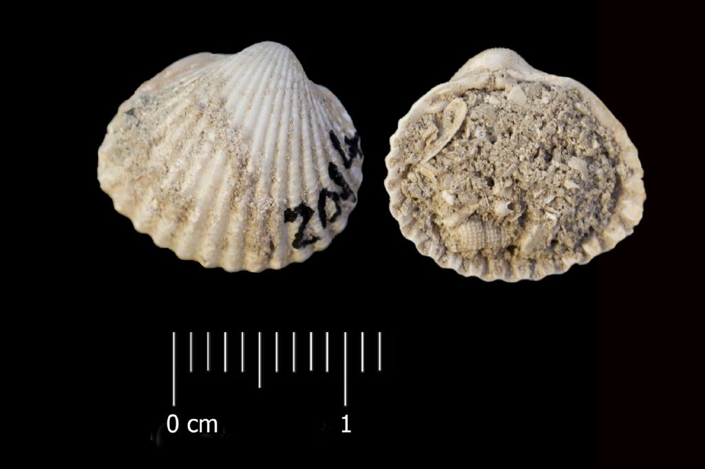 Fossile (invertebrato, esemplare)