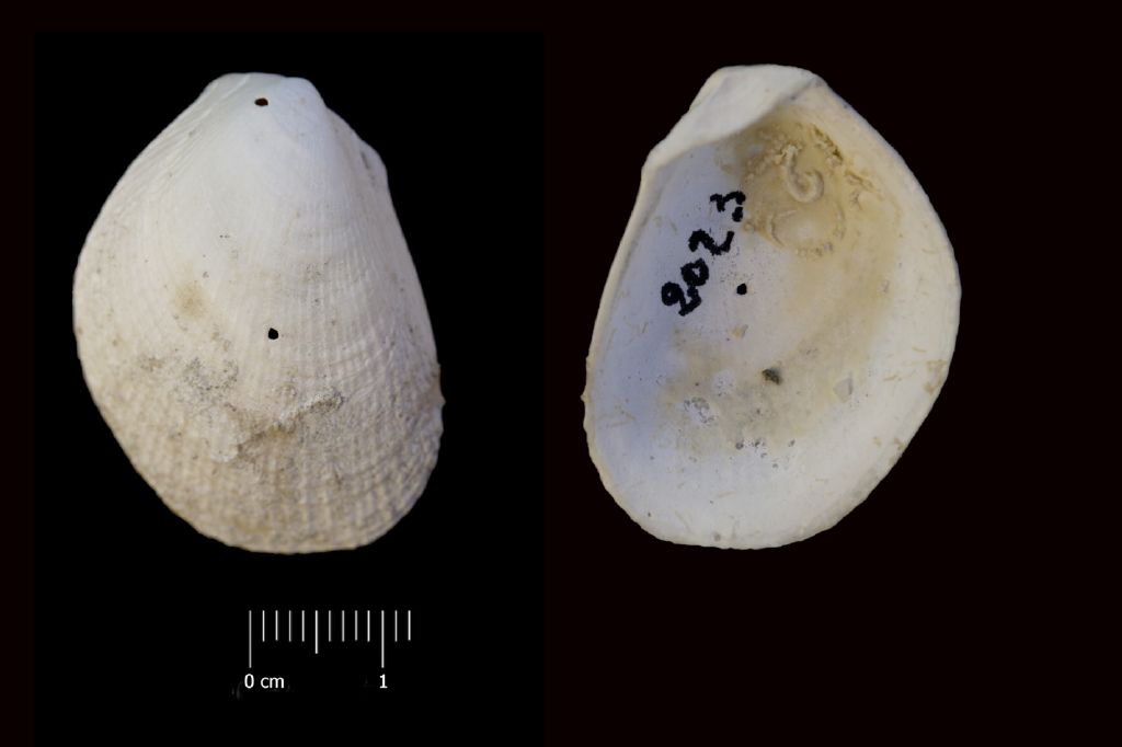 Fossile (invertebrato, esemplare)