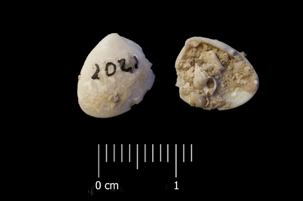 Fossile (invertebrato, esemplare)