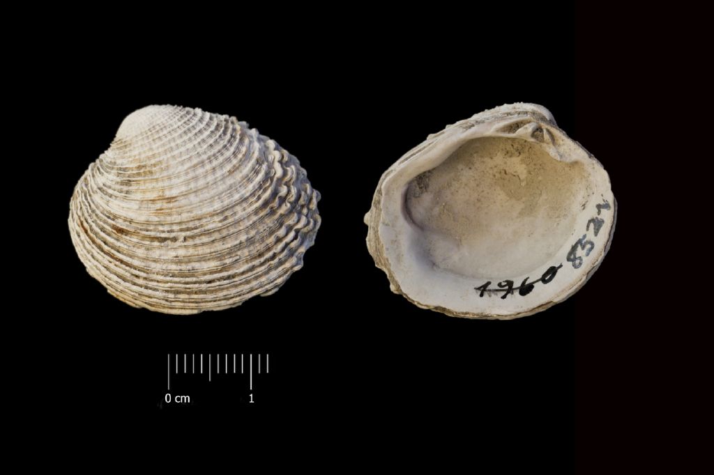 Fossile (invertebrato, esemplare)