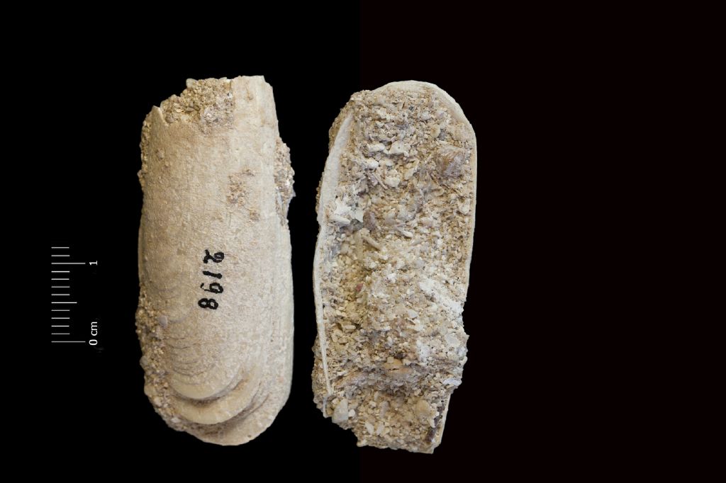Fossile (invertebrato, esemplare)