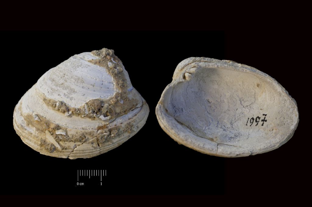 Fossile (invertebrato, esemplare)