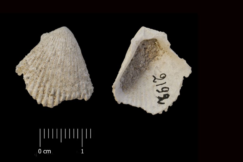 Fossile (invertebrato, esemplare)