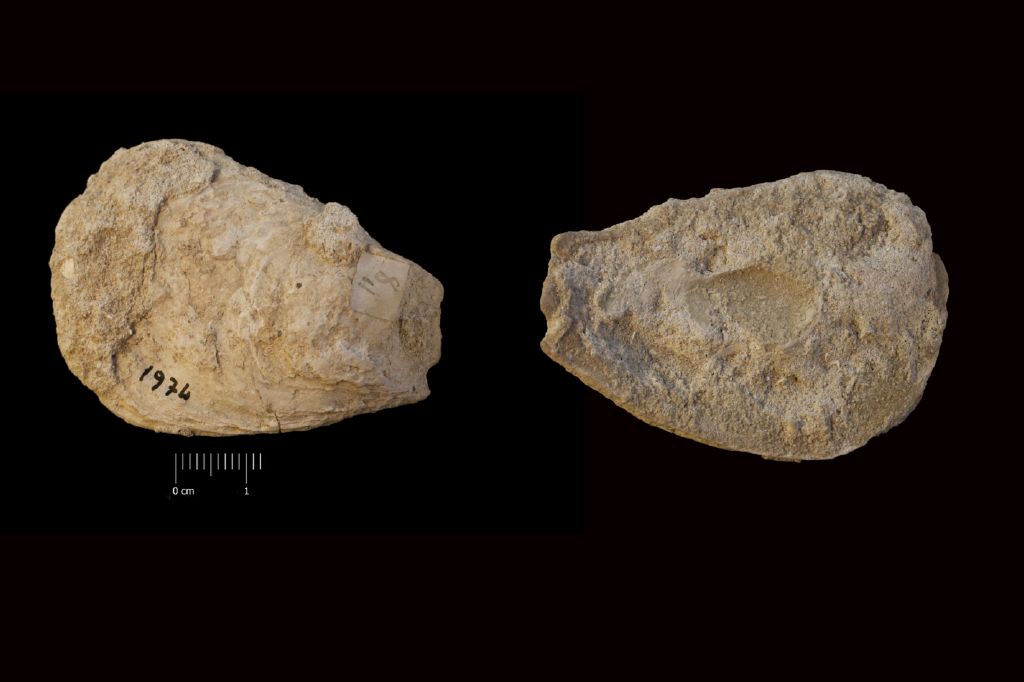Fossile (invertebrato, esemplare)