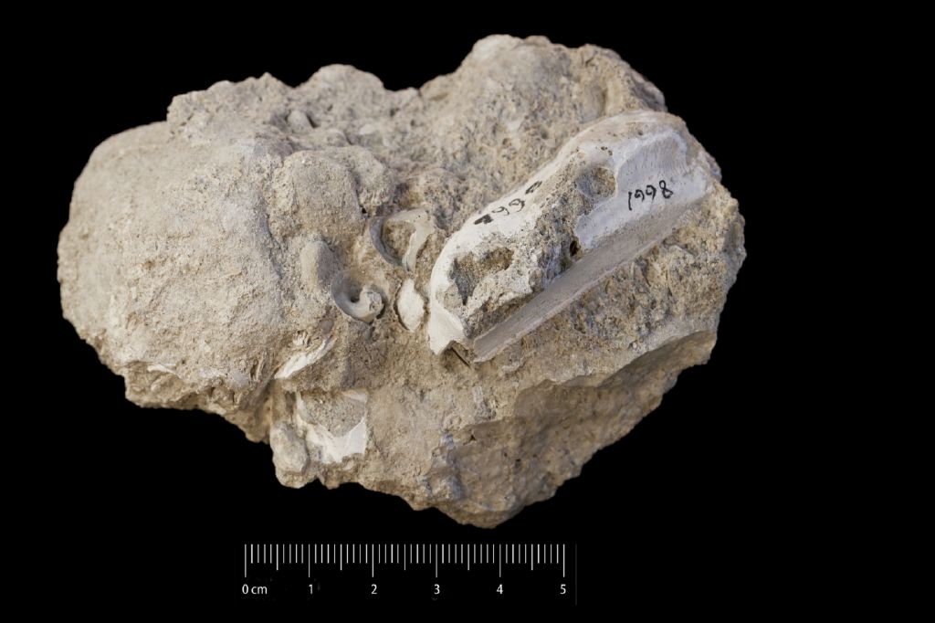 Fossile (invertebrato, esemplare)