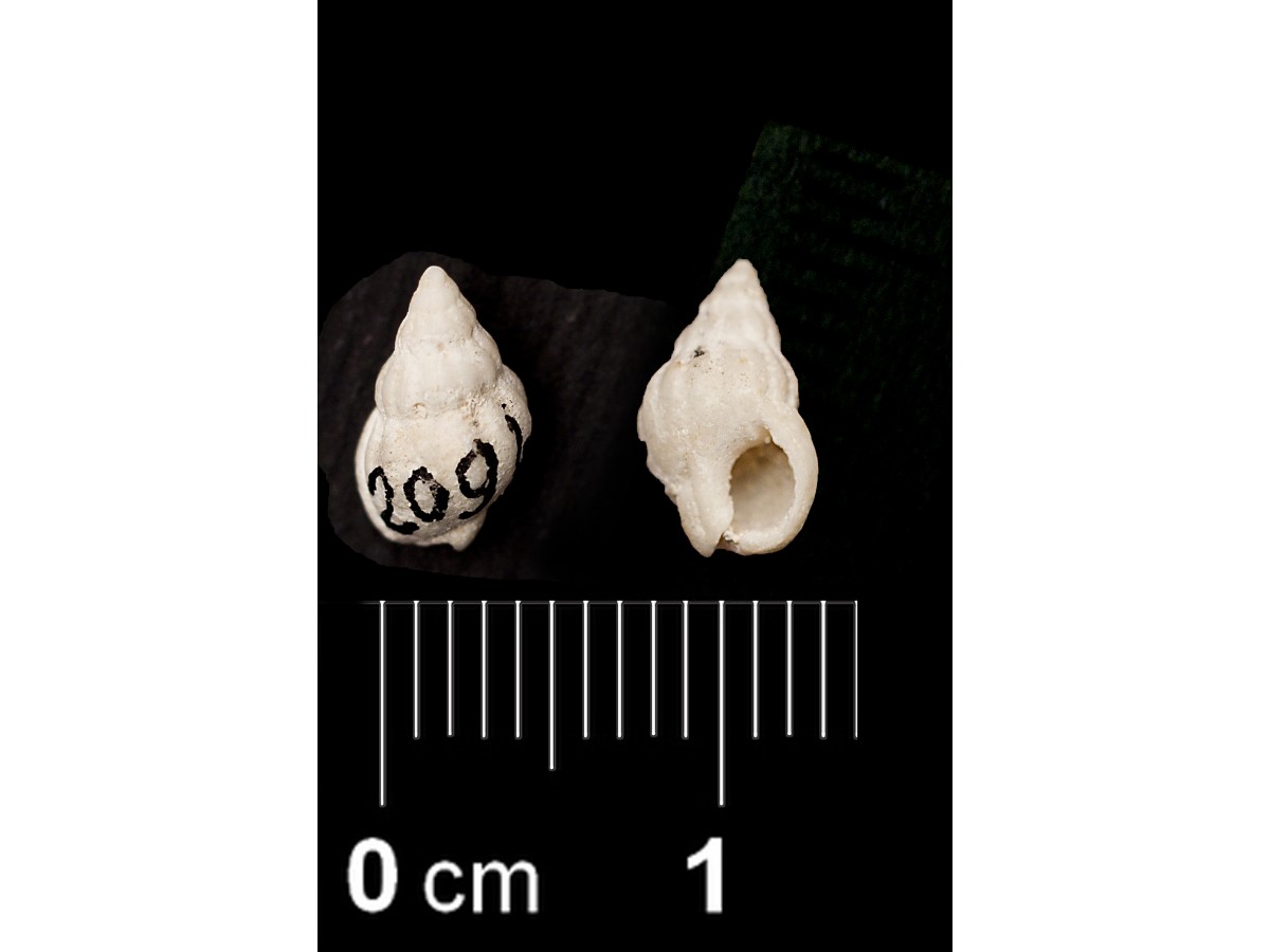 Fossile (invertebrato, esemplare)