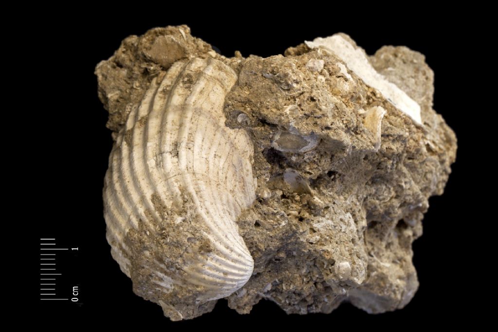 Fossile (invertebrato, esemplare)