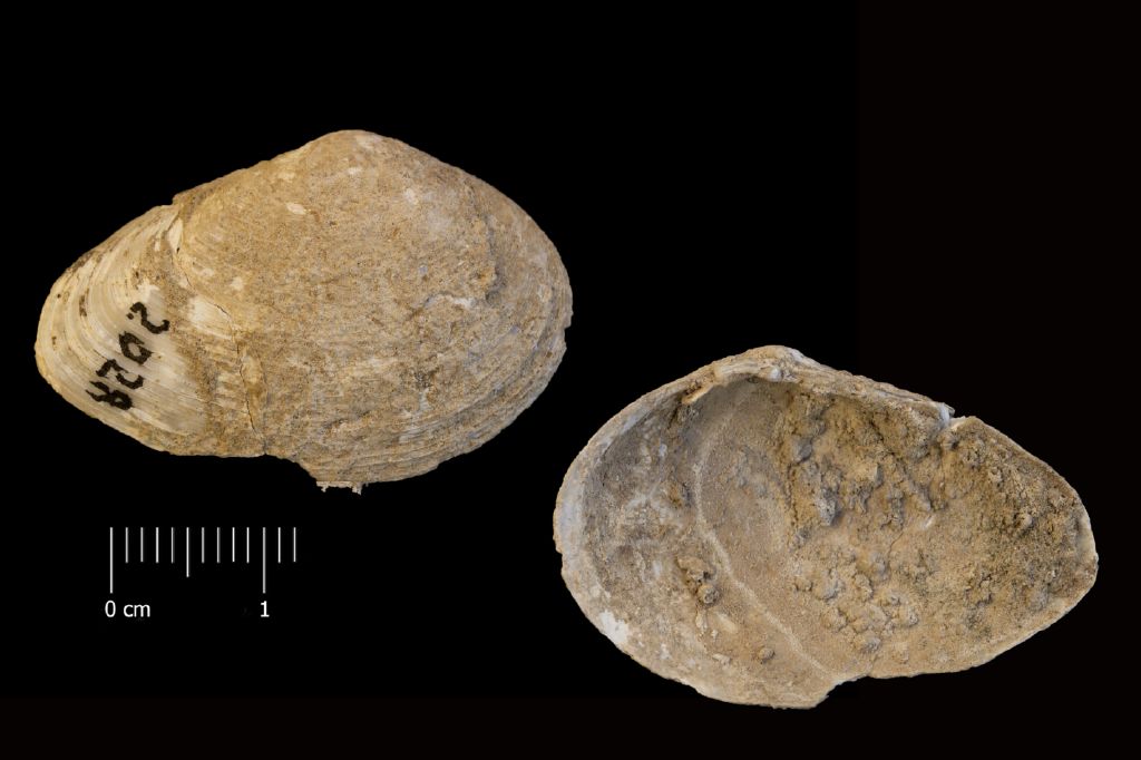 Fossile (invertebrato, esemplare)