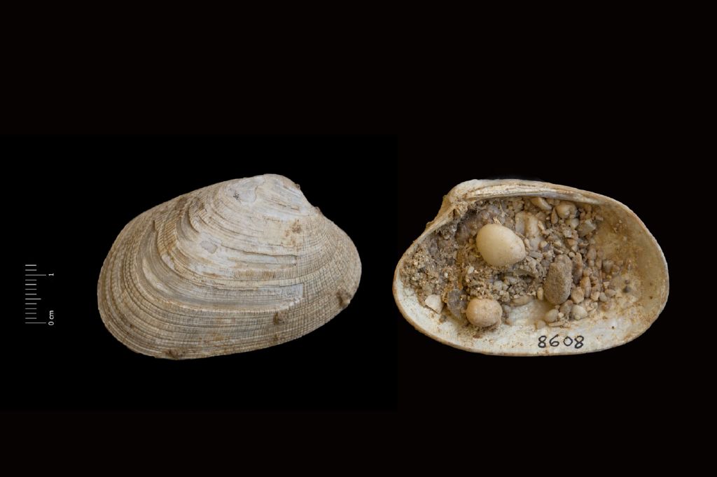 Fossile (invertebrato, esemplare)