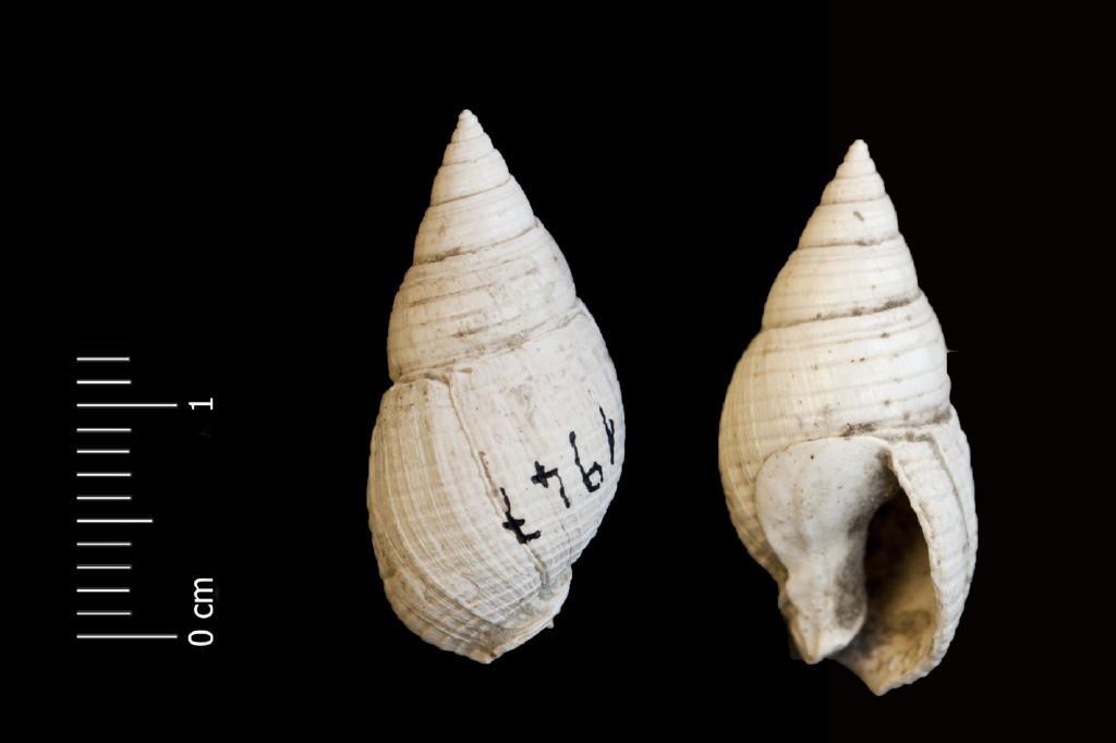 Fossile (invertebrato, esemplare)