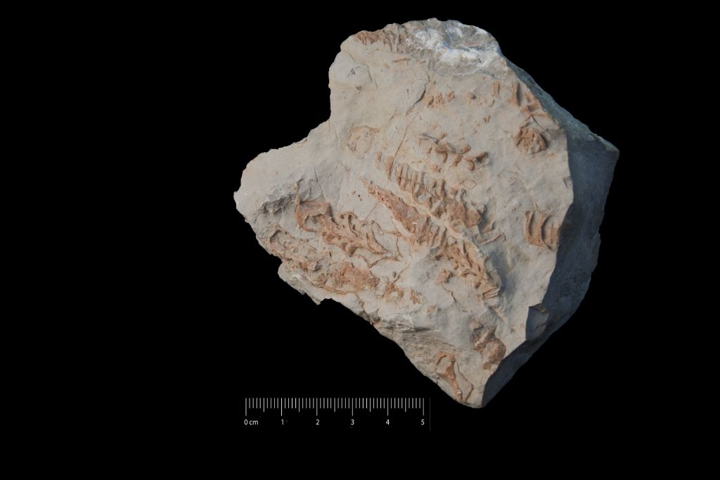 Fossile (invertebrato, gasteropode, associazione fossile)