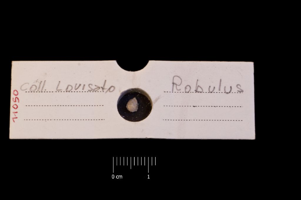 Preparato per microscopio (microfossili, esemplare)
