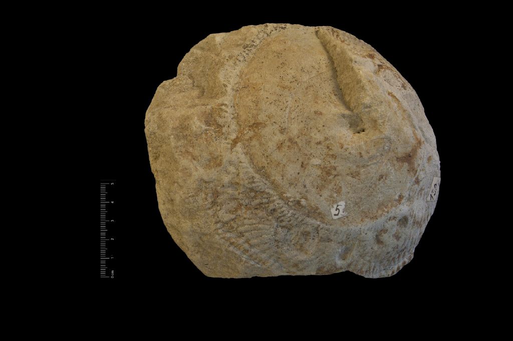 Fossile (invertebrato, gasteropode, esemplare)