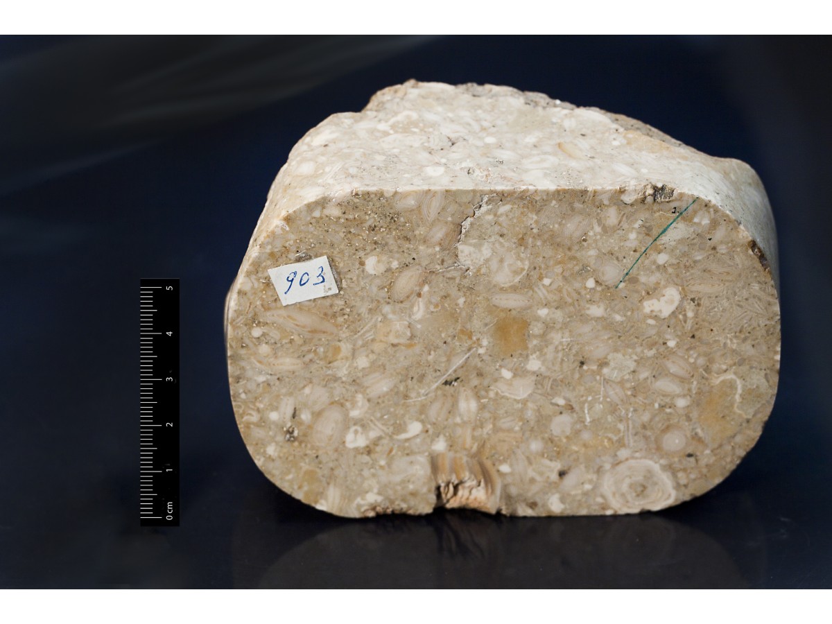 Fossile (calcare a microfossili, foraminiferi, associazione fossile)