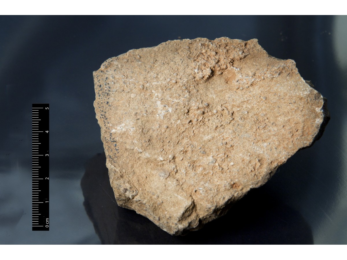 Fossile (calcare a microfossili, foraminiferi, associazione fossile)
